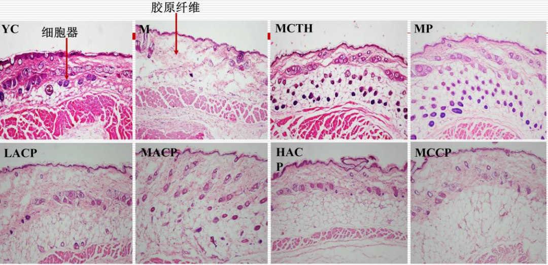 李博：口服胶原肽中延缓皮肤老化的活性成分及分子作用机制(图5)